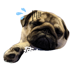 Pug Mametaro