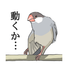 Java Sparrow at home (normal)