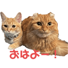 HamuPino