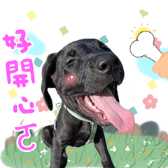 Taiwanese alpine dog Chunji sister