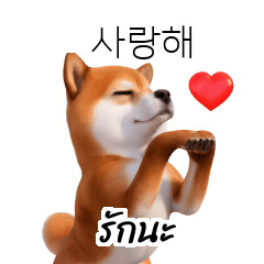 Doge Shiba Inu Dogs KR TH