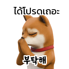 Doge Shiba Inu Dogs Korean Thai KR A