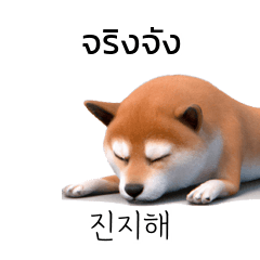 Doge Shiba Inu Dogs Korean Thai TH KR C