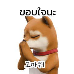 Shiba Inu Dogs Korean Thai TH KR