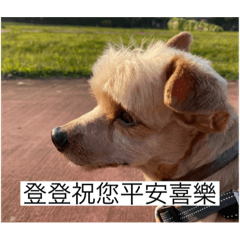 登登の日常