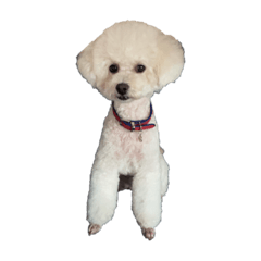 shiho_20221031235259