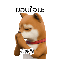 Shiba Inu TH KR