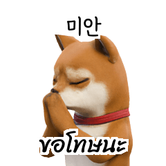 Doge Shiba Inu Dogs KR TH B