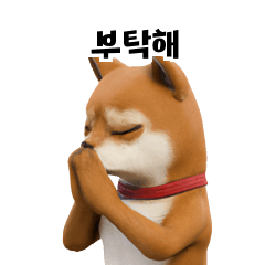 3D Shiba Inu KR