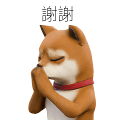 Cute Shiba Inu 40