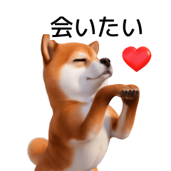 Shiba Inu JP