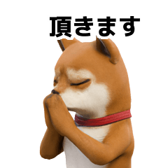 Shiba Inu 40P