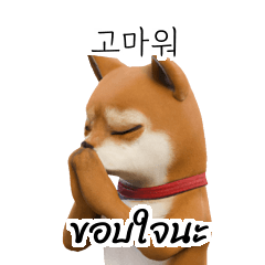 Shiba Inu A