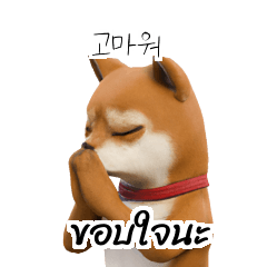 Doge Korean Thai