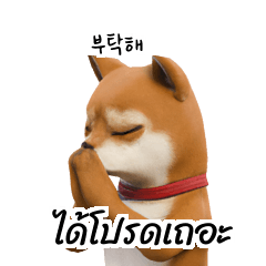 Doge Korean Thai KR TH