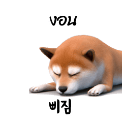 Shiba Inu Doge A