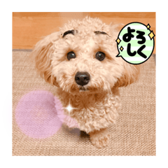 Mr.MAC_20221102020348