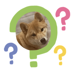 柴柴 你好我叫林豆皮