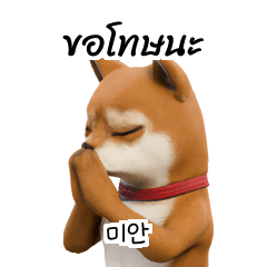 Shiba Inu Doge KR TH