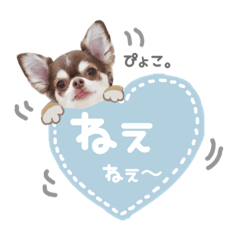 Chihuahua_amor