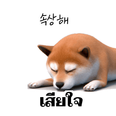 Cute Shiba Inu Dogs 2