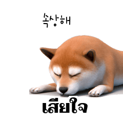 Cute Shiba Inu Dogs 4