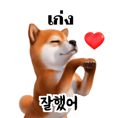 Shiba Dogs Doge