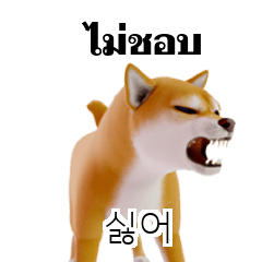 Shiba Inu Thai Korean 1