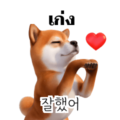 Shiba Inu Dogs Thai Korean