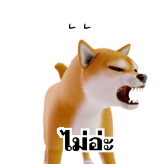 Shiba Inu Dogs 2