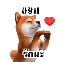 Shiba Inu Dogs 3