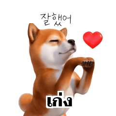 Shiba Inu Dogs KR TH 1