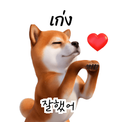 Shiba Inu Dogs TH KR