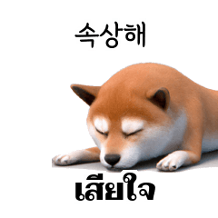 Shiba Inu Dogs TH KR 1