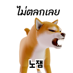 Shiba Inu Thai Korean