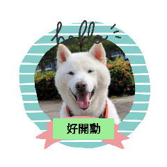 我的愛犬Yuki