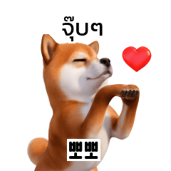 Shiba Inu Dogs Korean Thai