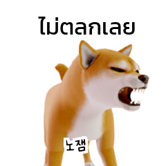 Shiba Inu Dogs Korean Thai C