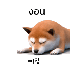 Shiba Inu Dogs Korean Thai TH KR A