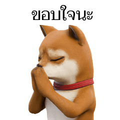 Shiba Inu Thai