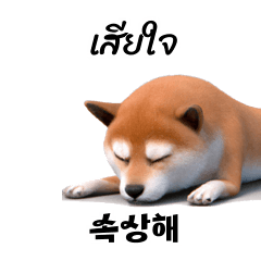 Shiba Inu Doge C