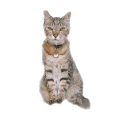 Tomomi_20221102190426