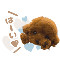 Toypoodle_potato