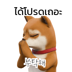 Shiba Inu Dogs Korean Thai A