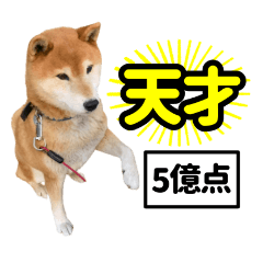 Shiba dog Goro 2