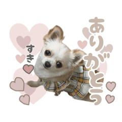 Chihuahua_Tee-chan