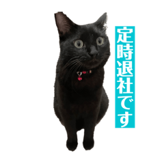 shiho_20221103100226