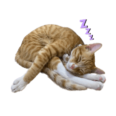 橘貓咪咪-日常貼圖