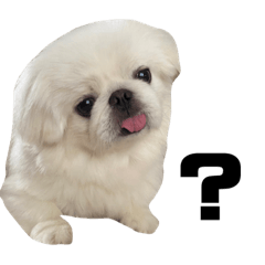 Pekinese_Aran