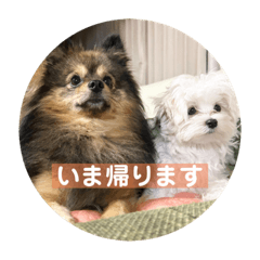 arisa_20221103150546